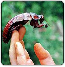 roach-big.jpg