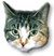 cat_white_50.jpg