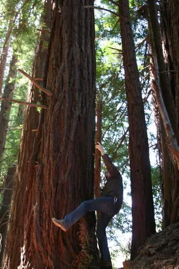 Travelogue With Photos Our Yurting Trip To Treebones Resort In Big Sur. me-redwoods.jpg