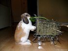 Shopping For The Sake of Buying Green Is Not Environmentally Friendly. shopping-bunny.jpg