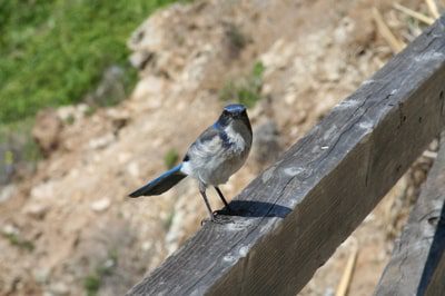 bird.jpg