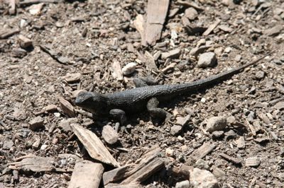 lizard.jpg