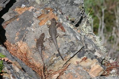 lizards.jpg