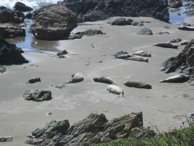 seals.jpg
