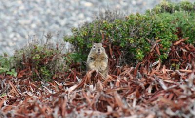 squirrel.jpg