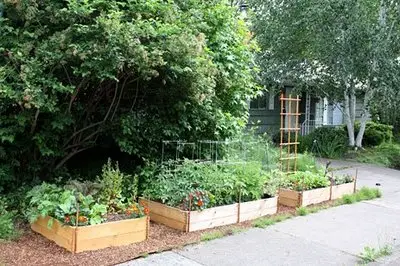Photos Of Front Yards Turned Into Edible Gardens. ediblegarden2 Photos Of Front Yards Turned Into Edible Gardens.