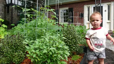 Photos Of Front Yards Turned Into Edible Gardens. ediblegarden3 Photos Of Front Yards Turned Into Edible Gardens.