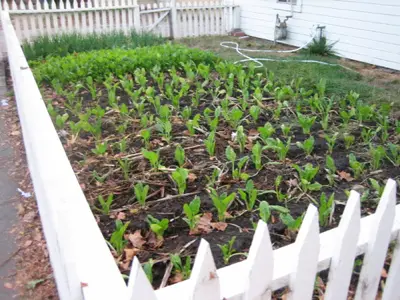 Photos Of Front Yards Turned Into Edible Gardens. ediblegarden6 Photos Of Front Yards Turned Into Edible Gardens.