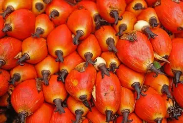 Greenwash Of The Week: The Body Shop Business Ethics. palmoilfruit Greenwash Of The Week: The Body Shop Business Ethics.