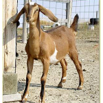 heifergoat 2009 Eco Friendly Gift Guide From The Good Human.