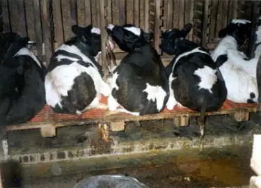 factory farm pictures