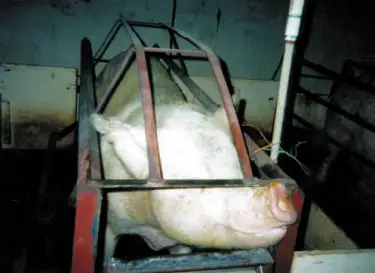 factory farm pictures