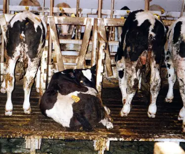 factory farm pictures