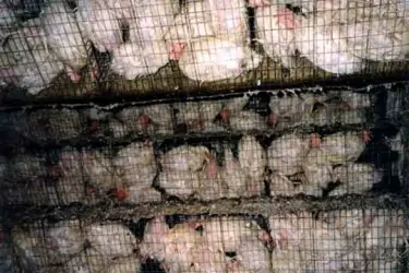 factory farm pictures