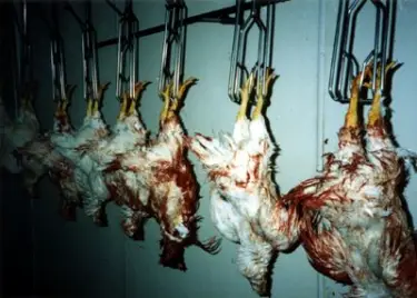 factory farm pictures