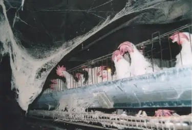 factory farm pictures