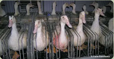 factory farm pictures