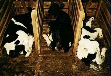 factory farm pictures