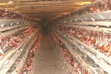 factory farm pictures