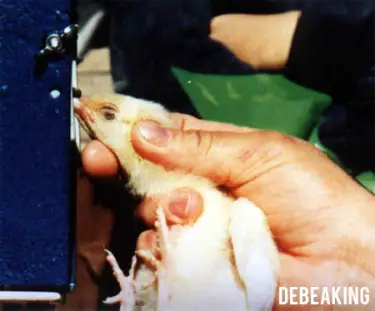 factory farm pictures