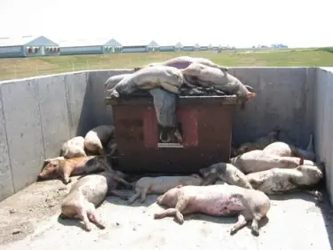 factory farm pictures