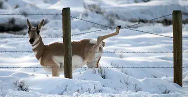 Witness For Wildlife: Join A Volunteer Citizen Naturalist Community. deer Witness For Wildlife: Join A Volunteer Citizen Naturalist Community.