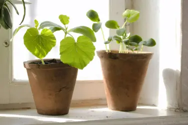 windowgarden 5 Ways For Apartment Dwellers To Grow Their Own Food.