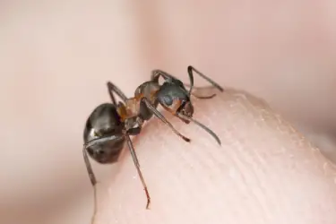 ant Do One Thing: Stop Ants Without Toxic Pesticides.