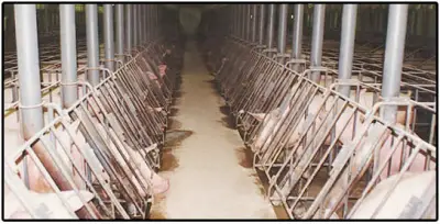 Cleaning Up Hog Farming Operations. hogfarming Cleaning Up Hog Farming Operations.