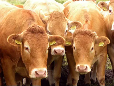 cows Antibiotic Use In Raising Food Animals Making Bacteria More Resistant